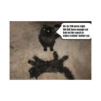 second cat.jpg